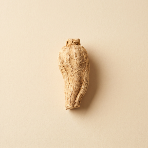 Nahaufnahme der echten indischen Schlafbeere (Ashwagandha Wurzel)